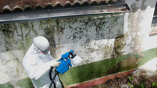Trusted Commercial Mold Remediation service in West Point, GA - Cheap Mold Removal